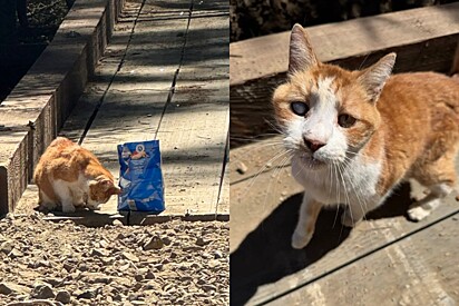 Gato desaparecido há 7 anos não para de ronronar após reencontrar seu pai