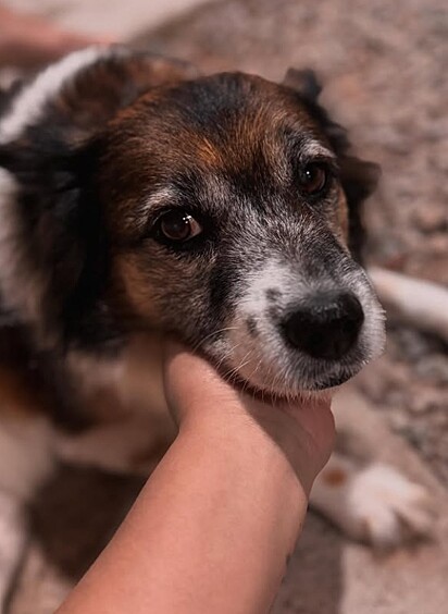 Nina, uma cadelinha simpática.