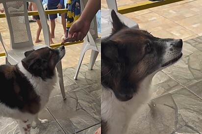 Qual o nível de pobreza da sua cachorra?: Cachorrinha com preferência alimentar dispensa carne barata e vídeo viraliza online