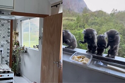 Cedo da manhã, mulher se depara com criaturas pedindo comida em sua janela.