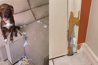 Fred já fez algumas bagunças em casa. 