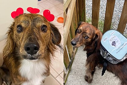 Cachorro Fred, de 2 anos. 