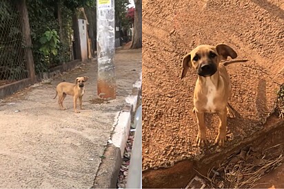 Mais esse não!: Com olhar triste, vira-lata caramelo convence protetora a resgatá-lo.