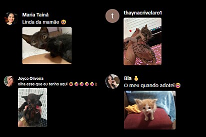 Os internautas compartilharam imagens dos seus gatos quando eram filhotes.