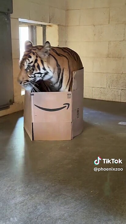 A tigresa é muito brincalhona.