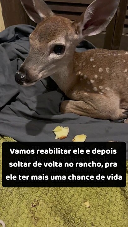 Ele recebeu cuidados logo após o resgate.
