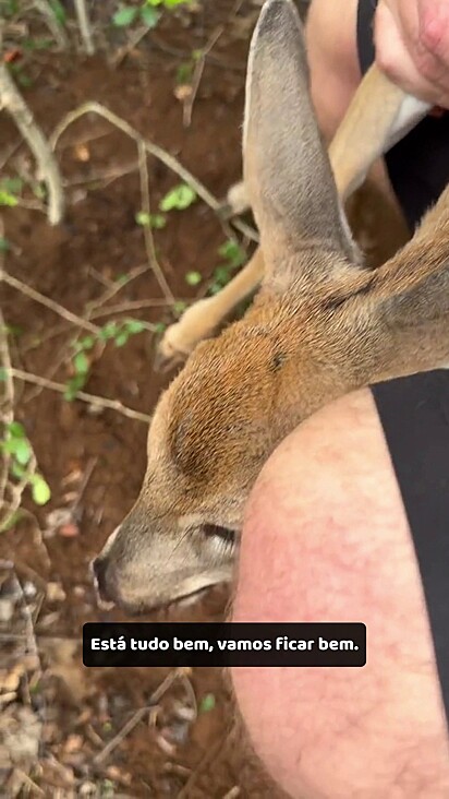 O animal ficou preso no arame da cerca.