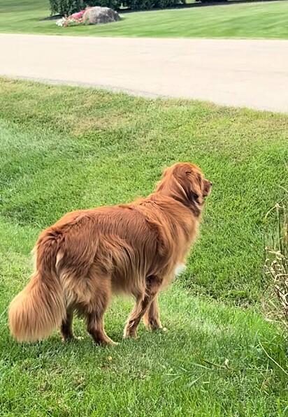 Copper, um cão golden retriever, olhando fixamente para o cão do outro pátio.