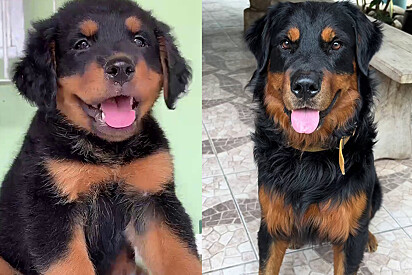 Cores do pai e fofura da mãe: Filhote mistura de Golden com Rottweiler cresce e beleza impressiona