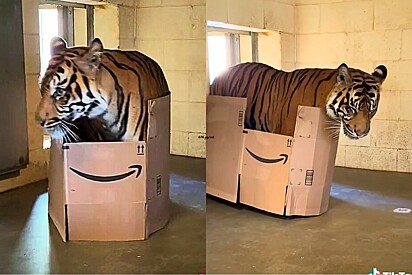 Tigre ganha uma caixa de papelão e o que ele faz em seguida faz todo mundo pensar a mesma coisa