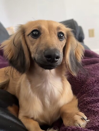 Kenny Guillermo, um cão dachshund adotado há pouco tempo.
