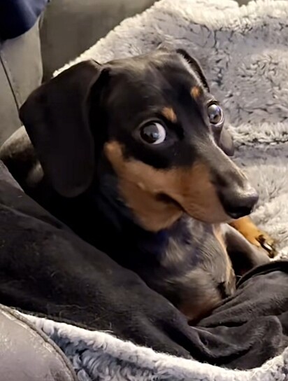 A cadela dachshund mais velha da casa.