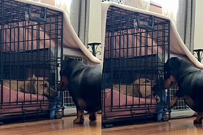 Tutor fica perplexo ao descobrir que cachorro fugiu de gaiola - câmera escondida revela cúmplice