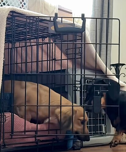 Os cães salsichas costumam ser determinados e espertos. 