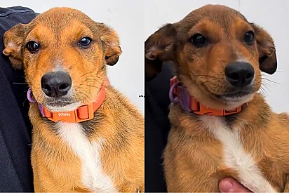 De colerinha nova e rabo balançando cachorrinha de abrigo parte para viver seu sonho e cena emociona.