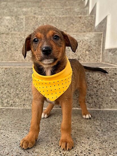 Pina foi adotada em setembro.