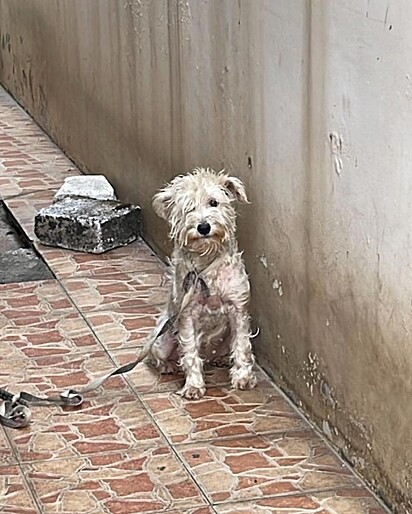 A cachorrinha passou 4 anos amarrada.