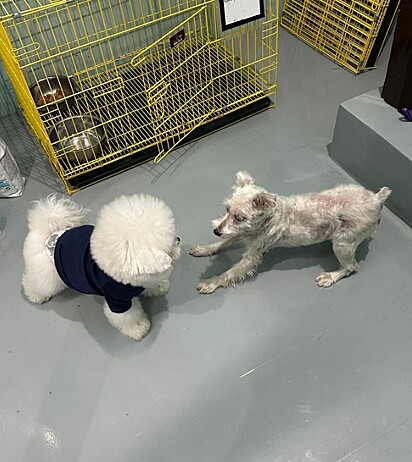 Milky conhecendo Paopao, seu irmão canino. 
