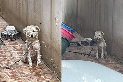 Cachorrinha branquinha que viveu 4 anos amarrada revela sua beleza perfeita após receber amor