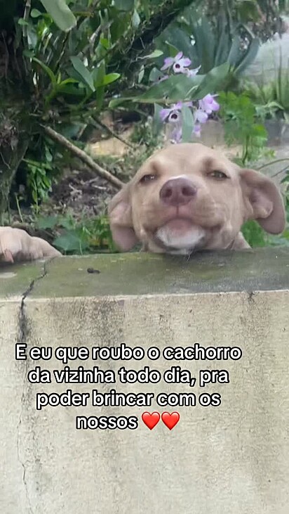 A carinha de sapeca do filhote.