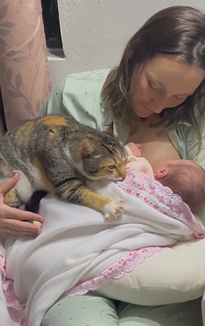 Nala, a gata da família, amassando.