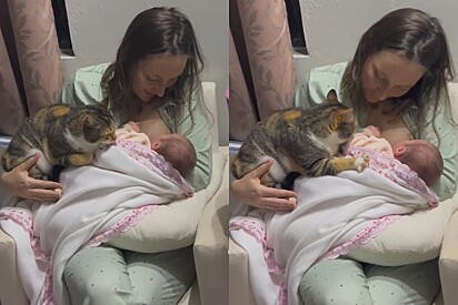 Para dar boas vindas, gato amassa pãozinho em bebê com todo o carinho e cena impressiona