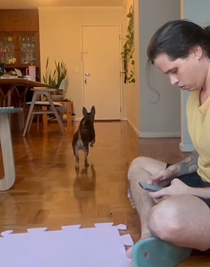 Tofu, o cão, sempre corria para porta ao ouvir a campainha. 