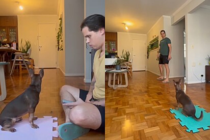 Como fazer cachorro parar de latir para a campainha? Rapaz compartilha método genial 
