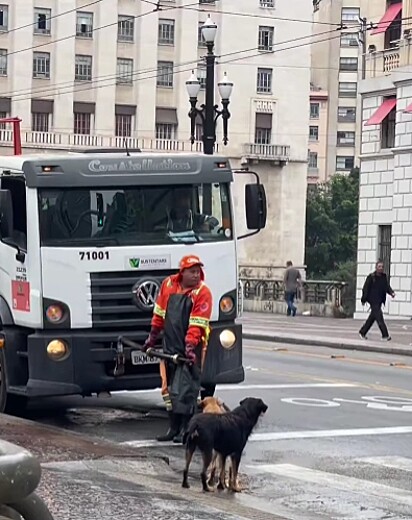 Os cães pareciam aguardar por algo.