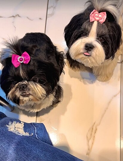 As irmãs caninas do gatinho Eros.