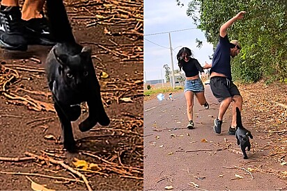 Conheça Eros, gato que ficou famoso por bater corrida com cães e tutor e sempre sair vitorioso.