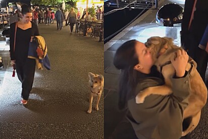 Após muito tempo moça reencontra cão resgatou das ruas e gratidão do pet emociona a todos