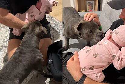 Amor instantâneo: Cão Staffordshire que aguardou ansioso a chegada de irmãzinha a recebe da maneira mais gentil e carinhosa