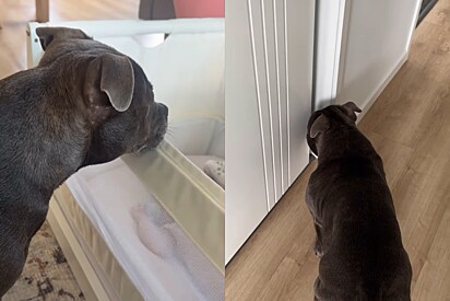 O cachorro se tornou o segurança particular da bebê.