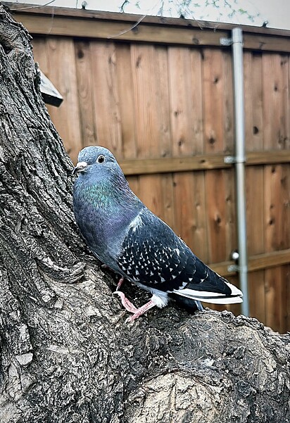 O pombo foi rejeitado pela mãe quando ainda era filhote.