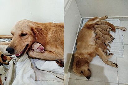Após perder gestação, golden retriever adota ninhada e história comove família