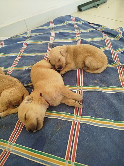 Os bebês cresceram e se apegaram à mãe adotiva,