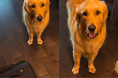 Golden retriever fica de coração partido toda vez que vê dono com mala - mas chega o dia que tudo muda.