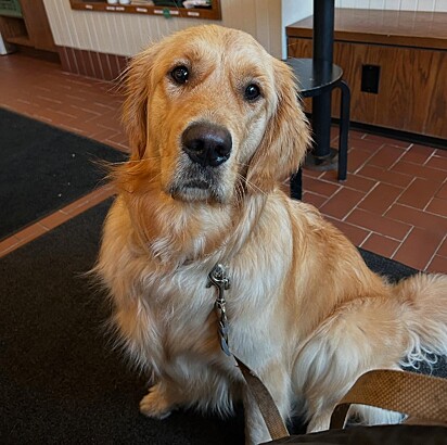 Charlie é um golden retriever de dois anos.