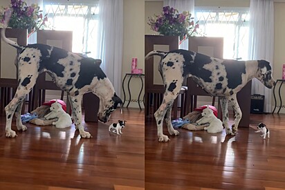 Micróbio fofinho: Cão gigante se assusta com cão do tamanho de sua pata e cena diverte