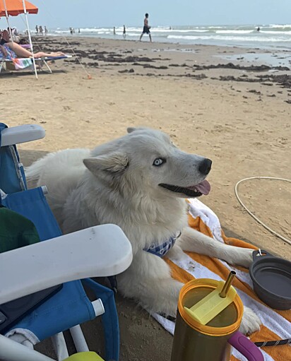 Apollo se transformou em um lindo cachorrinho.