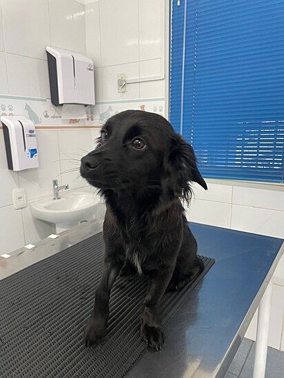 Cachorrinha Paçoca no veterinário. 