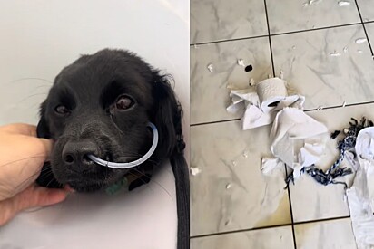 Tutora comemora bagunça que cachorrinha deixou na casa após período de internação: “Prefiro passar por isso mil vezes”