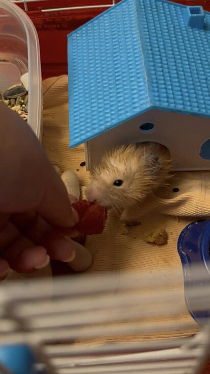 O hamster, que recebeu o nome de Nugget, lutou bravamente durante todo o tratamento.