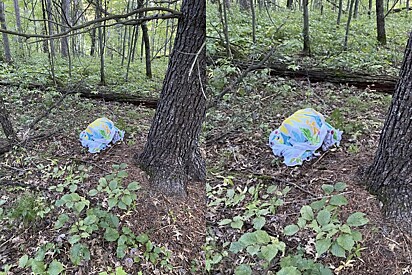 Em busca de cogumelos em floresta, homem se depara com pano que escondia um ser tão fofo e pequeno em baixo
