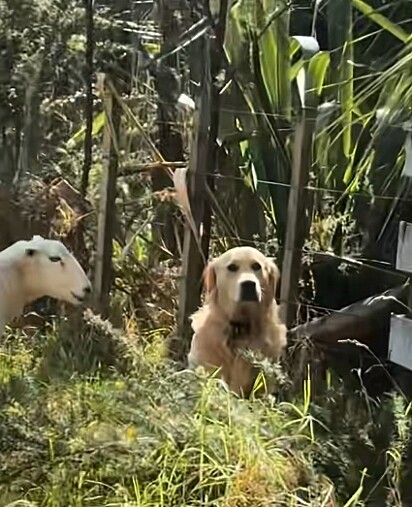 A expressão de medo do golden retriever Marley.