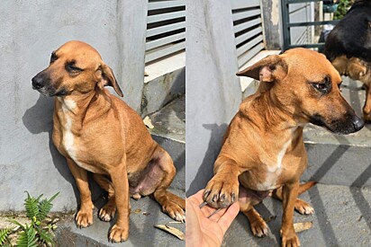 Cadelinha resgatada das ruas com sua filhote ainda não encontrou família após três anos