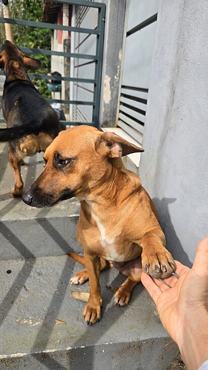A cachorrinha está sob os cuidados da proteção animal.