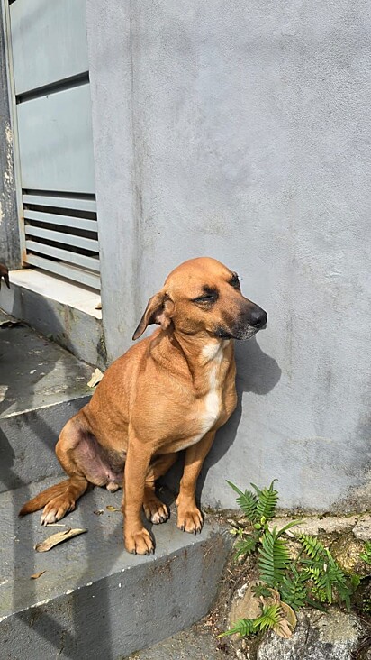 Juju está esperando por um lar