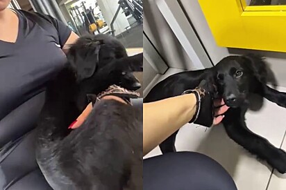 Treino interrompido: cachorro invade academia, pula no colo de aluna e muda sua vida para sempre